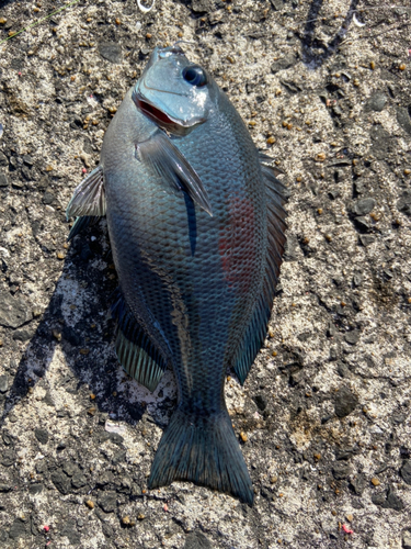 メジナの釣果