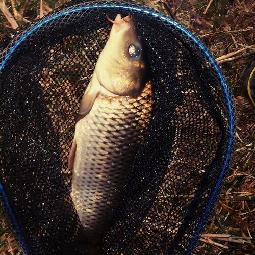 コイの釣果