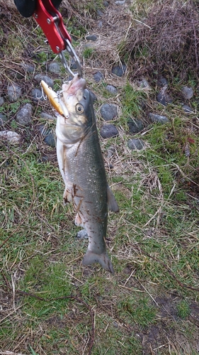 ウグイの釣果