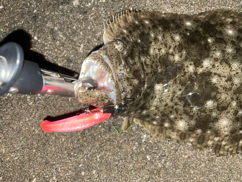 ヒラメの釣果