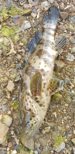 チャイロマルハタの釣果