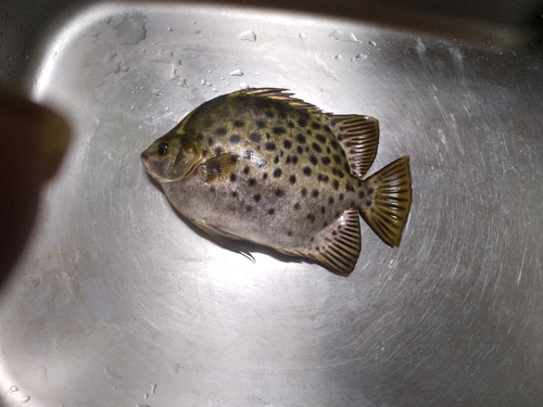 コショウダイの釣果