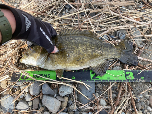 スモールマウスバスの釣果