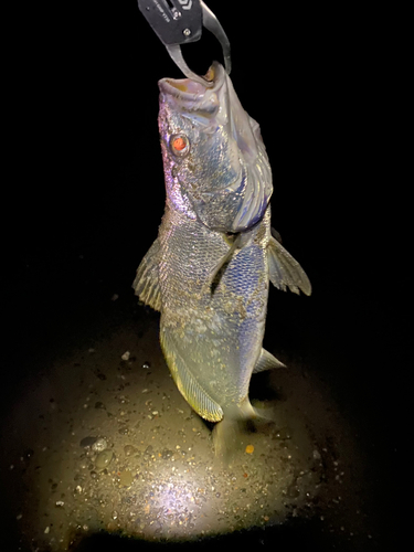 ニベの釣果