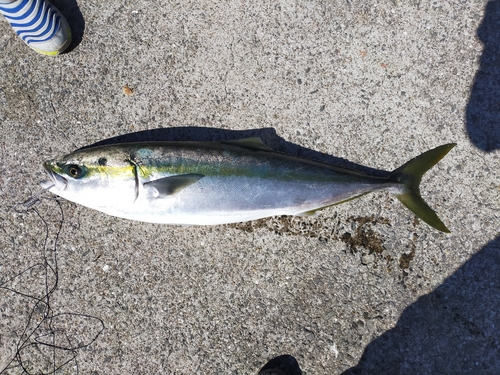 ブリの釣果