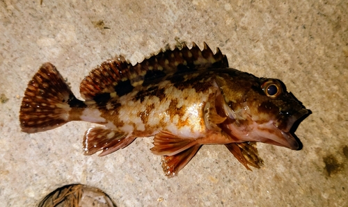 カサゴの釣果