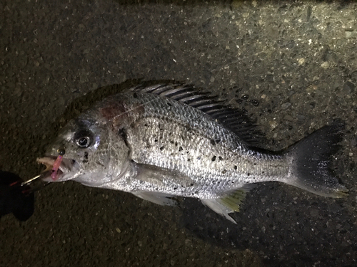 キビレの釣果