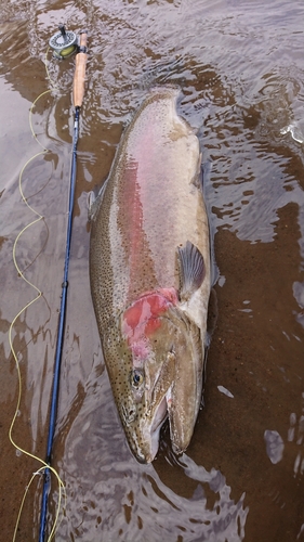 ニジマスの釣果