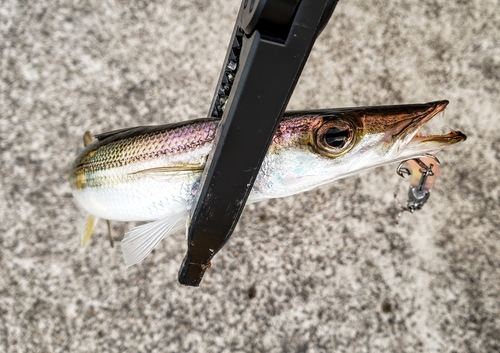 カマスの釣果