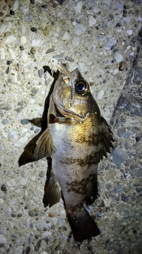 メバルの釣果