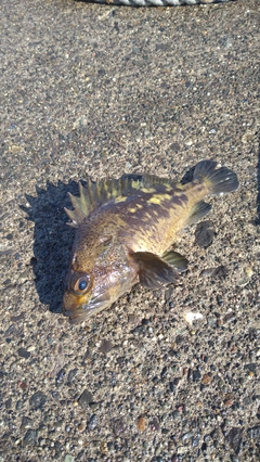 シマソイの釣果