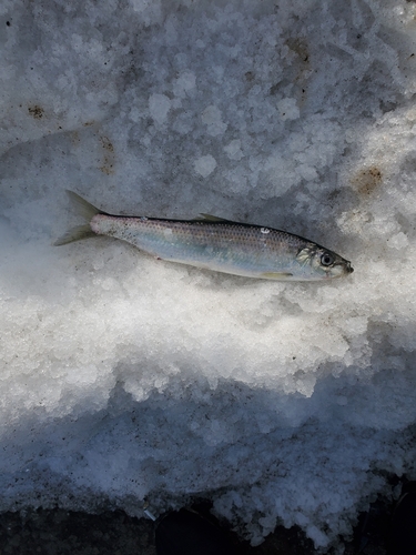 ニシンの釣果