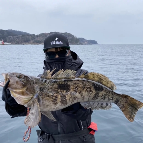 アイナメの釣果