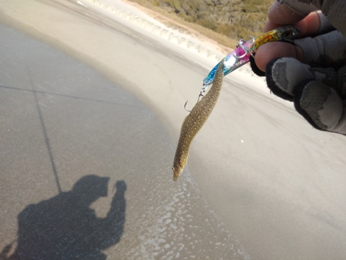 シタビラメの釣果