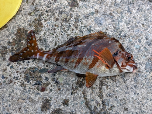 タカノハダイの釣果