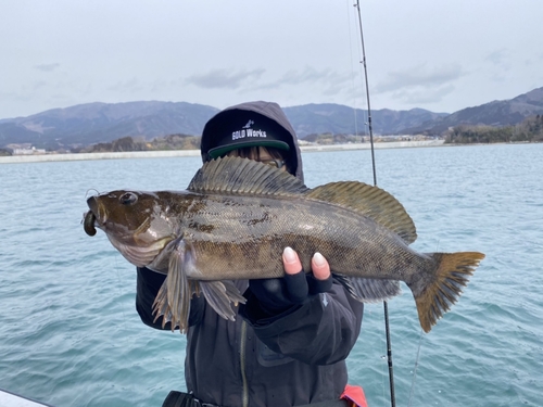 アイナメの釣果