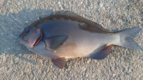 メジナの釣果