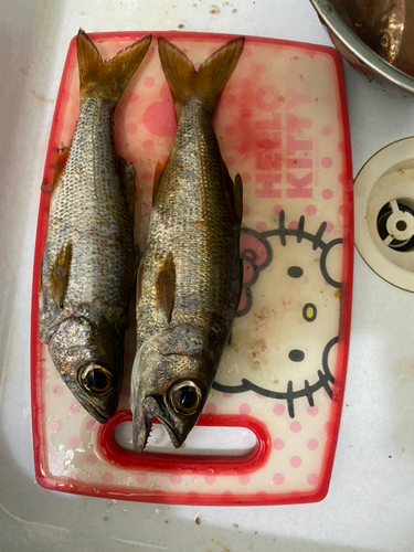 クロムツの釣果