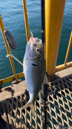 コノシロの釣果