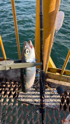 サバの釣果