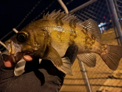 メバルの釣果