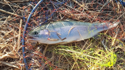 ニジマスの釣果