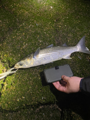 ボラの釣果