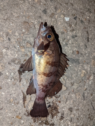 アカメバルの釣果