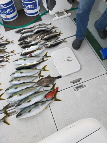 ハマチの釣果