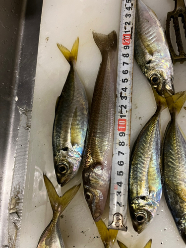 アジの釣果