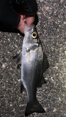 セイゴ（タイリクスズキ）の釣果