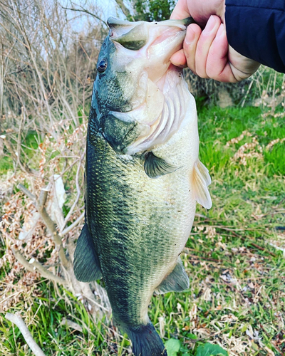 ラージマウスバスの釣果