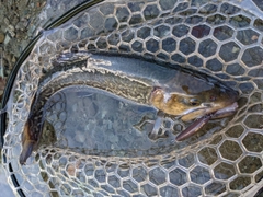 タイガートラウトの釣果