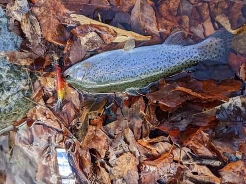 ニジマスの釣果