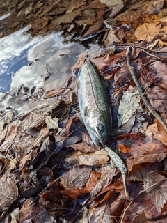 ニジマスの釣果