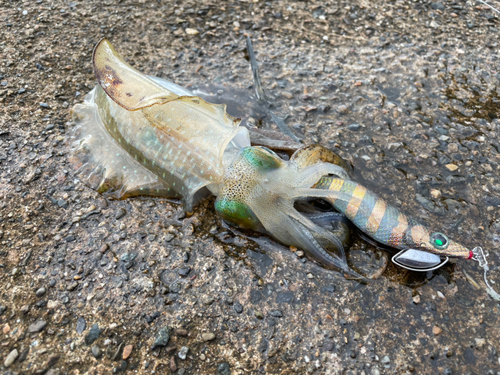 アオリイカの釣果