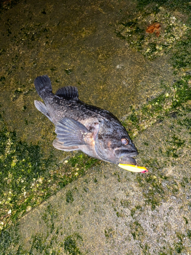 クロソイの釣果