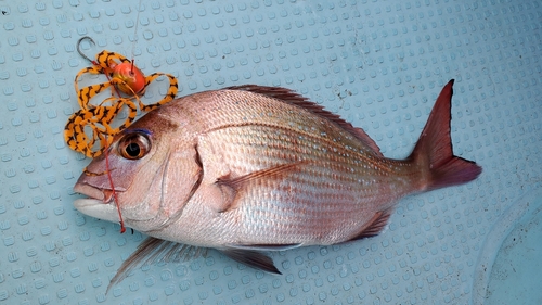 マダイの釣果