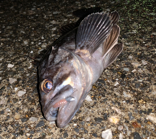 クロソイの釣果