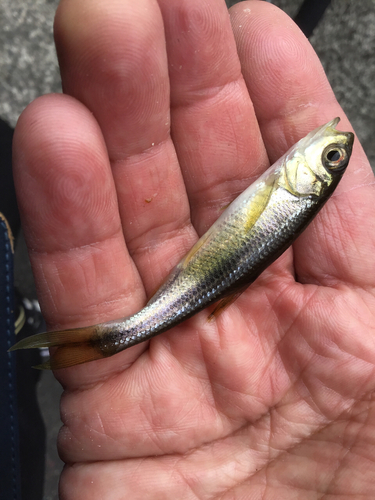 カワムツの釣果