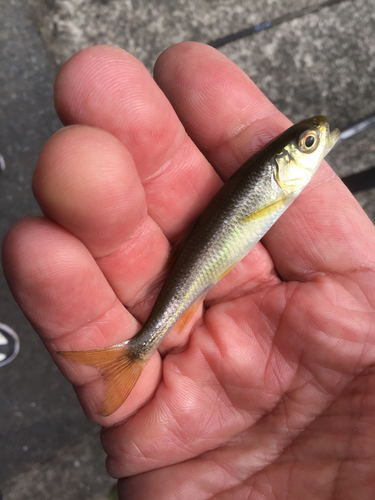 カワムツの釣果