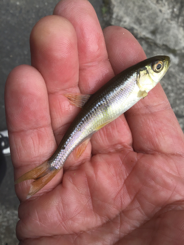 カワムツの釣果