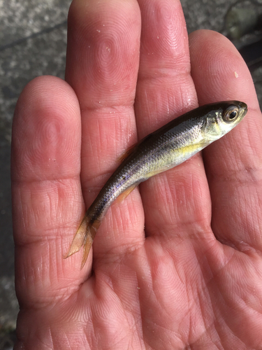 カワムツの釣果