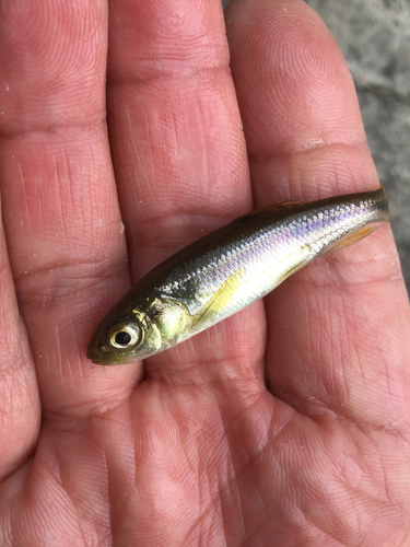 カワムツの釣果