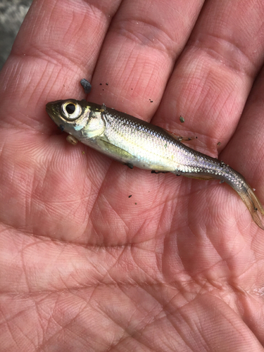 カワムツの釣果