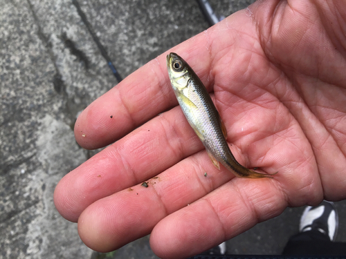 カワムツの釣果