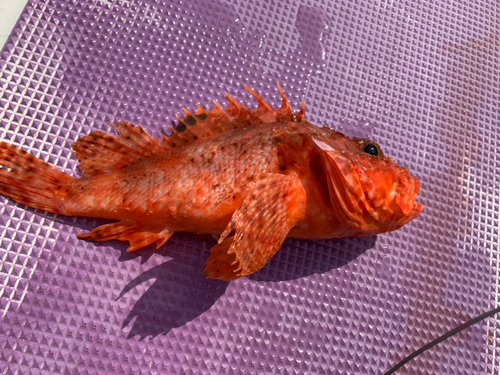 オニカサゴの釣果