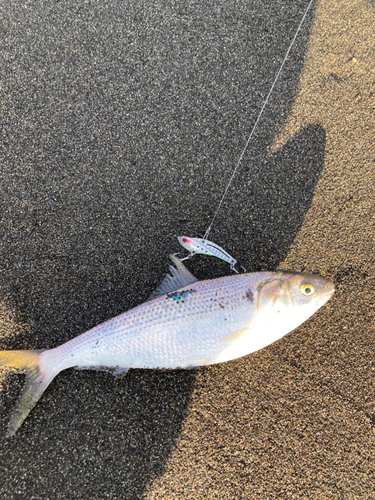 コノシロの釣果