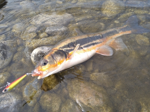 マルタウグイの釣果