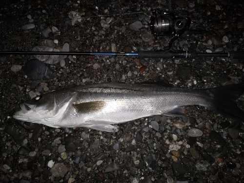 マダカ（マルスズキ）の釣果